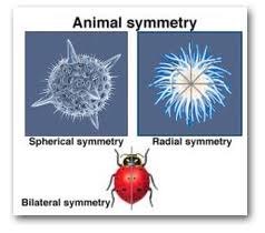 SYMMETRY | learn zoology