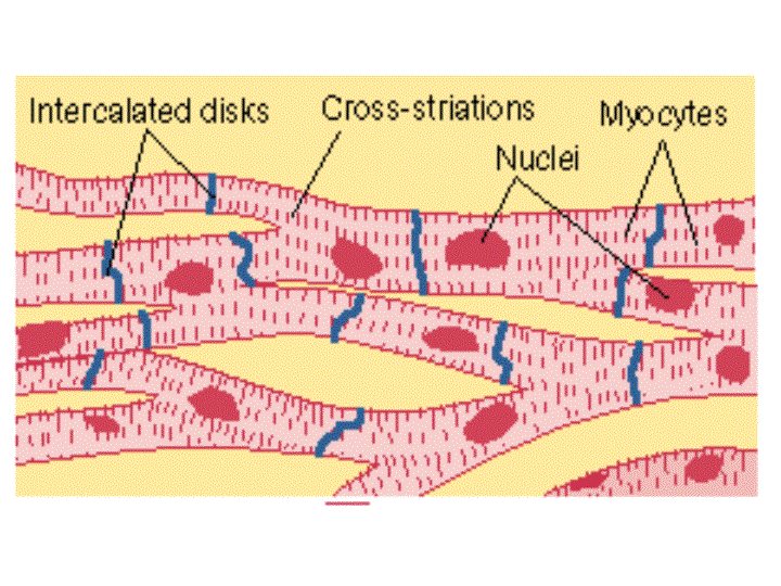 MUSCULAR TISSUE | learn zoology